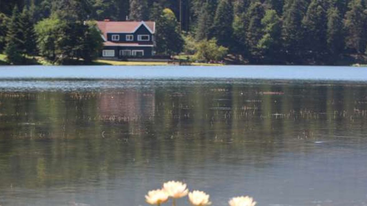 Bolu’da, tabiat parklarındaki nilüferleri koparanlara 160 bin lira ceza