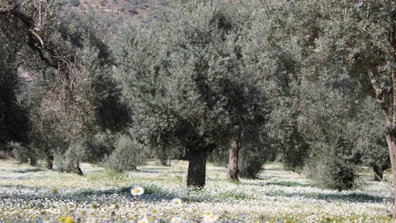 Bahar erken geldi, Aydın bu kez kar değil papatyalar ile beyaza büründü