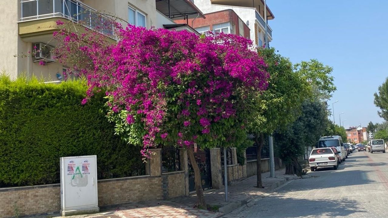 Aydın’da yaz aylarının gelmesi ile sokaklar renklendi