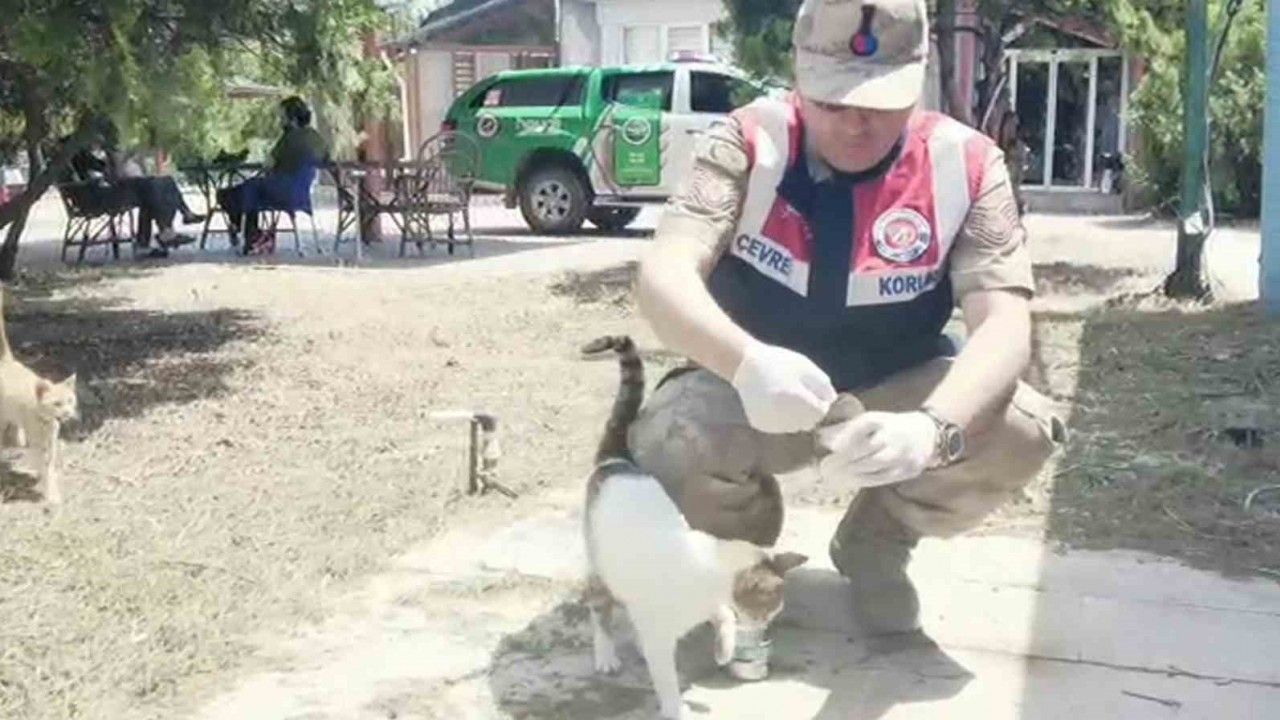 Jandarma deprem nedeniyle sahipsiz kalan hayvanları besledi
