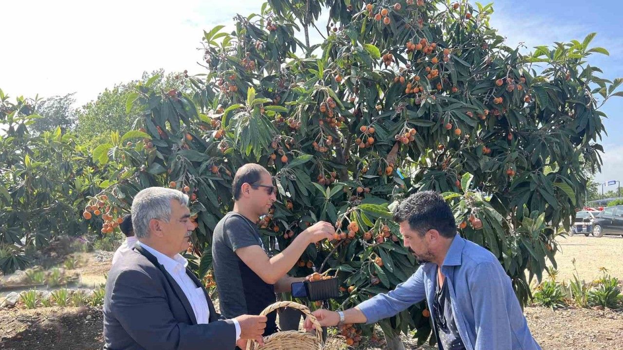 Tarsus’ta 2 ton yenidünya meyvesi hasadı gerçekleştirildi
