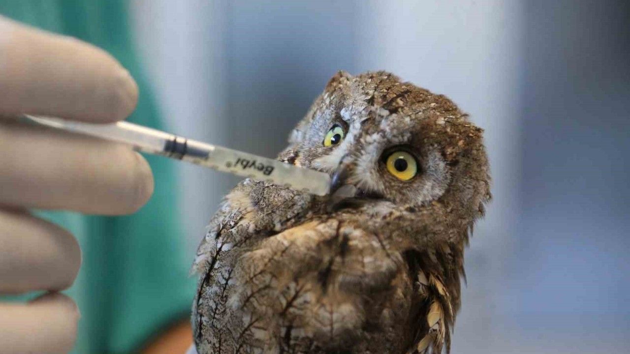 Veteriner hekimin bulduğu yaralı baykuş hayata tutundu