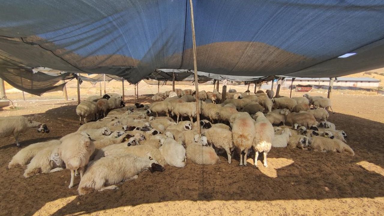 Elazığ’da çiftçiler 40 bin lira maaşa çoban bulunmuyor