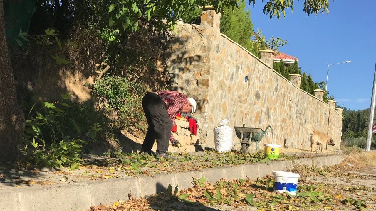 Erzincan’da köylülerin zorlu ceviz hasadı başladı