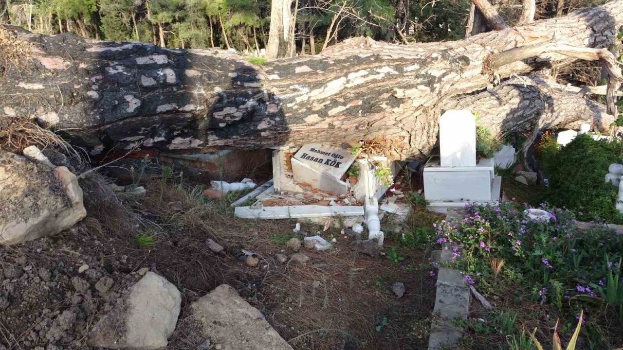 Şiddetli fırtınanın söktüğü ağaç mezarları tahrip etti
