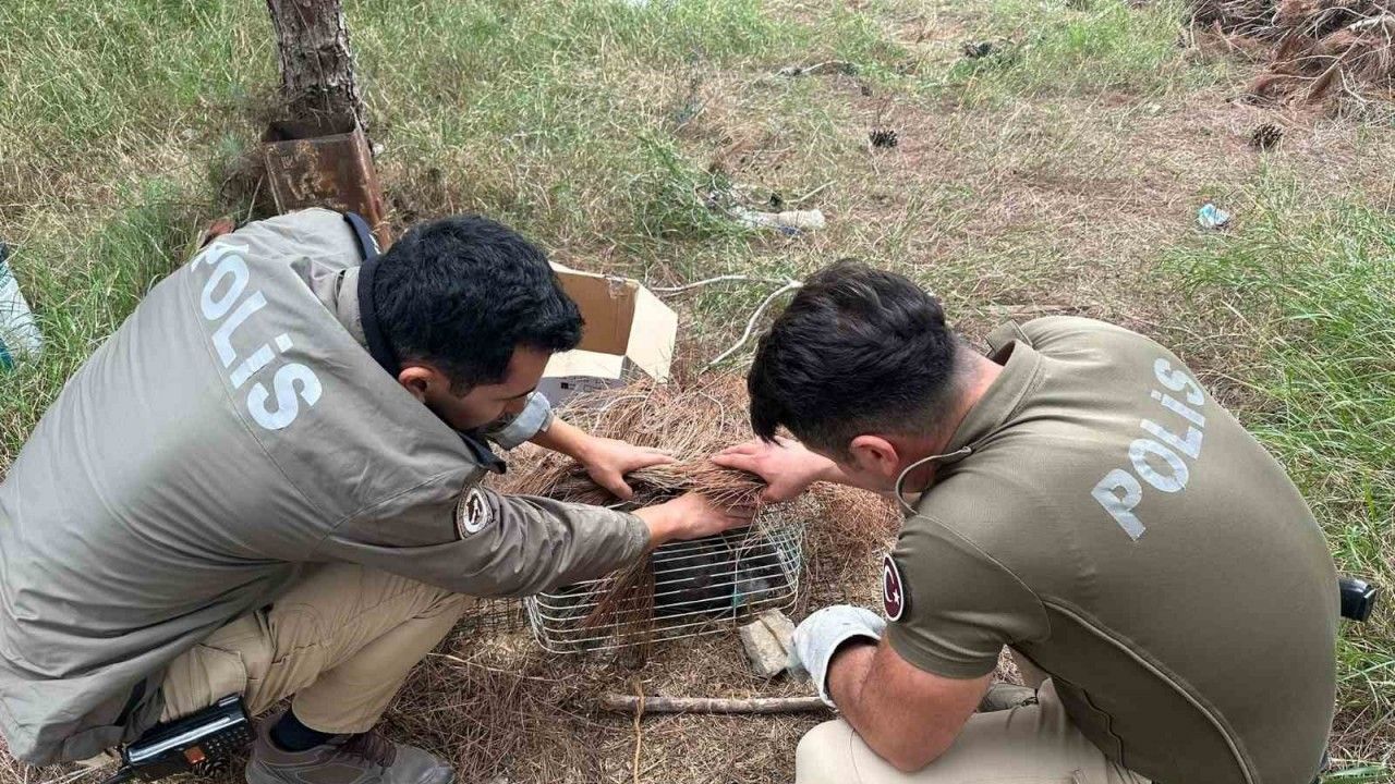 Tuzağa takılan ’bayağı çakır’ kuşunu polis kurtardı