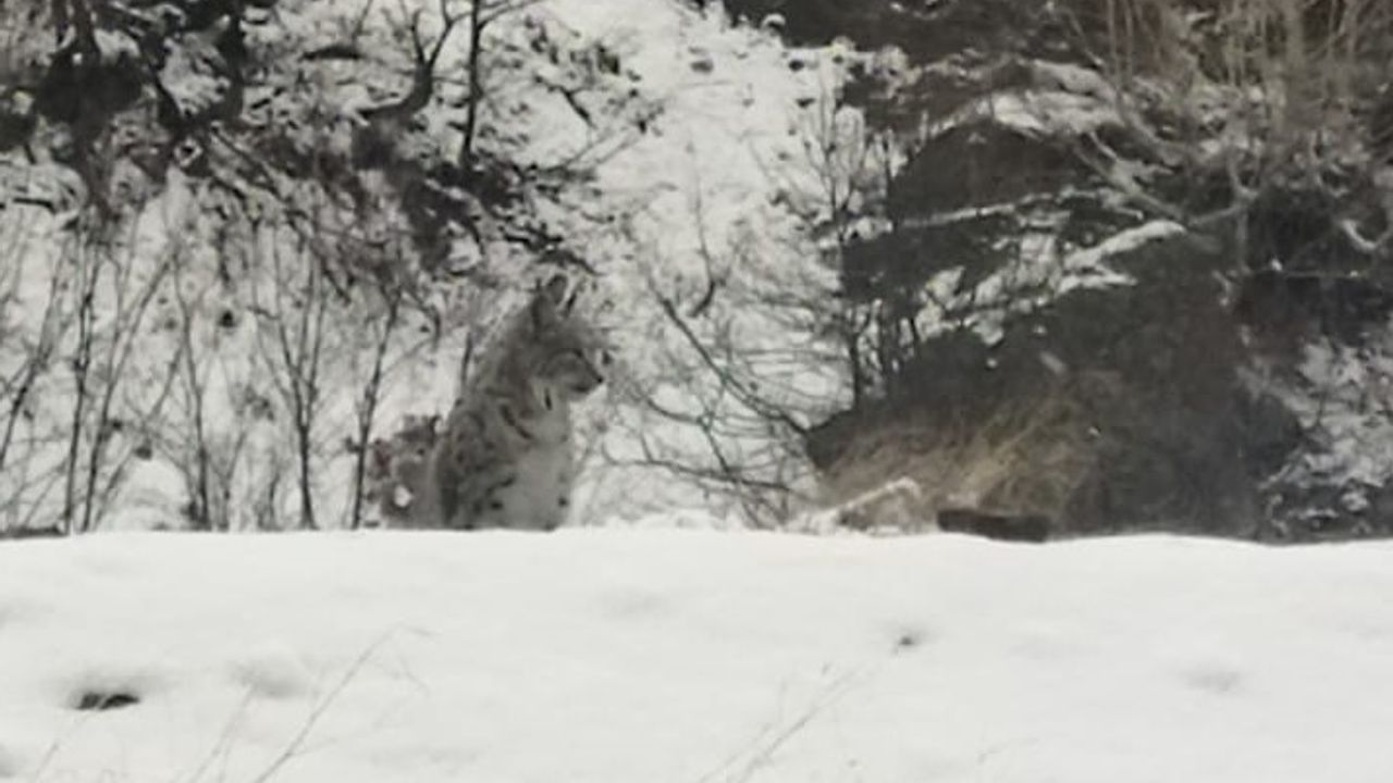 Tunceli’de kırmızı listedeki vaşak görüntülendi