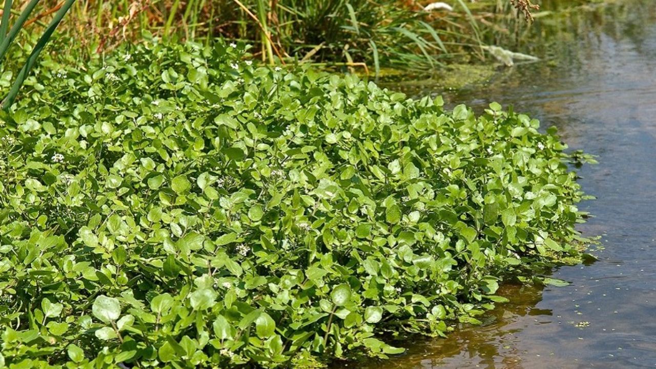 Besin Bombası Su Teresi: Bağışıklığı Güçlendiriyor, Kansere Karşı Koruyor