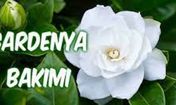 Gardenya Çiçeği Nasıl Bakılır?