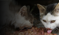 Kedi Maması Nasıl Seçilir? 2023