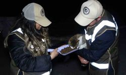 Deprem bölgesinden gelen ekipler, ayaklarının tozuyla sokak canlıları için sahaya indi