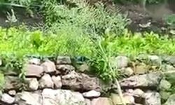Bahçesine giren ayıya isim taktı, sohbet ettiği anlar ise gülümsetti