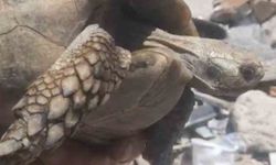 Enkazda olan kaplumbağa kurtarıldı