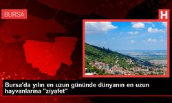 Hayvanat Bahçesi'nde Zürafalar Dünya Zürafalar Günü'nde Özel Beslendi