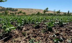 Arguvan’da ilk kez kuru fasulye ekildi