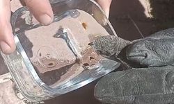 Çatıda mahsur kalan kırlangıcı itfaiye kurtardı