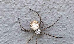 İklim krizi yeni bir örümcek getirdi: Loblu örümcek yayılıyor