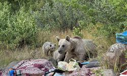 Nemrut’ta ayılar piknikçilerin sofrasına oturdu
