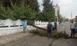 Sağanak yağışa dayanamayan ağaç devrildi
