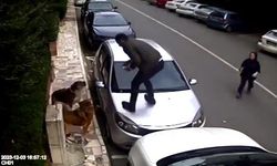 Ataşehir’de vatandaşlar, köpek saldırılarından araçların üzerine çıkarak kurtuldular