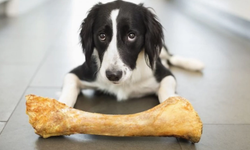 Köpeğe Tavuk Kemiği Verilir Mi?