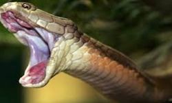 Samsun Bafra’da yılana benzeyen yaratık olayı! Gece boyunca nöbet tutuyorlar