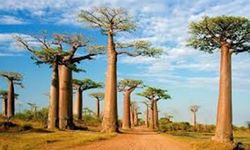 1000 yıl yaşayan hayat ağacının sırrı çözüldü