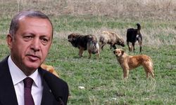 Başıboş sokak köpeği yasasında son durum! Cumhurbaşkanı Erdoğan tarih verdi
