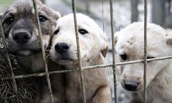 Sahipsiz sokak köpekleri teklifi, TBMM Tarım, Orman ve Köyişleri Komisyonunda kabul edildi