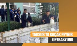 Tarsus’ta Kaçak Peynir Operasyonu