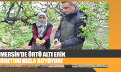 Mersin'de Örtü Altı Erik Üretimi Hızla Büyüyor!