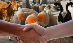 🐄 Kurbanlıkta Pazarlık Başladı! 2025 Fiyatları Ne Diyor?