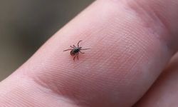 Tavanlarda bile görüldü! Keneler neden evlere girmeye başladı?