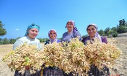 Mersin Büyükşehir ile Atalık Tohumlar Geleceğe Taşınıyor