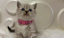British Shorthair Kedileri ve Özellikleri
