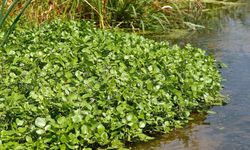 Besin Bombası Su Teresi: Bağışıklığı Güçlendiriyor, Kansere Karşı Koruyor