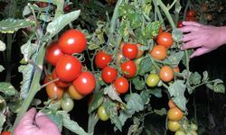 Mersin’de seralarda zirai don nöbeti