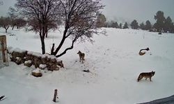 Mersin Bozyazı’da kurtlar köye indi