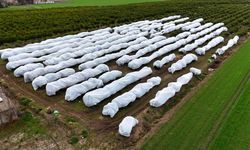 Kefen değil, don önlemi: Limon bahçeleri fileyle korundu