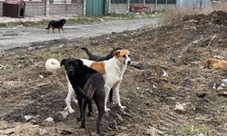 Köpeklerin Saldırdığı 3 Yaşındaki Çocuk Ağır Yaralandı