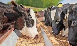 Yemde Vergi Şoku - Çiftçi Daha Zam Gelmeden Endişeye Kapıldı