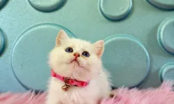 British Shorthair Fiyatları