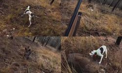 Mezitli’de Av Faciası Kıl Payı Atlatıldı: Domuz Bir Anda Üzerine Koştu