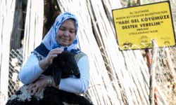 Kuzular Çoğaldı Köyde Yüzler Gülmeye Başladı