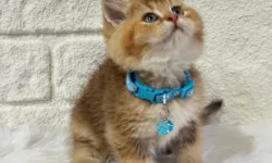 Hayvan Severlerin Güvenli Buluşma Noktası Petyasam.com