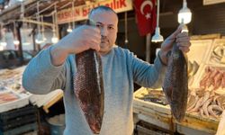 ‘Portakal benekli lagos’ Mersin’de tezgaha çıktı