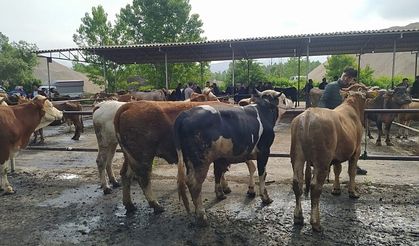 Şap hastalığı görüldü, hayvan pazarı kapatıldı