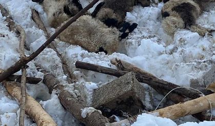Şemdinli’de kardan çöken ahırda 7 küçükbaş hayvan telef oldu