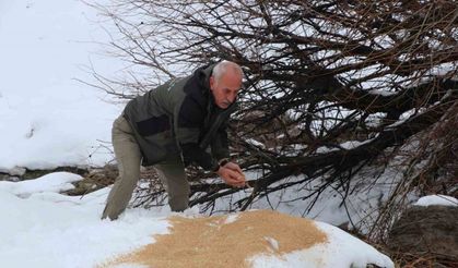 Siirt’te kar altındaki yaban hayvanlarına yem bırakıldı