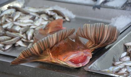 Sinop’ta 4 kiloluk kırlangıç balığı yakalandı
